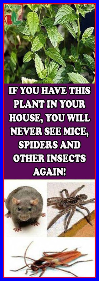 IF YOU HAVE THIS PLANT IN YOUR HOUSE, YOU WILL NEVER SEE MICE, SPIDERS AND OTHER INSECTS AGAIN!