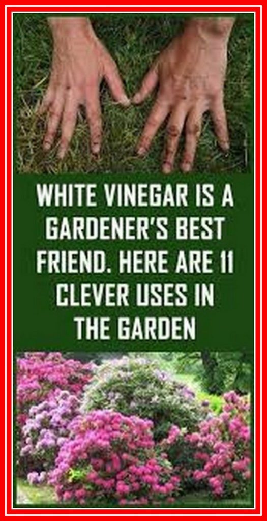 White Vinegar Is A Gardener’s Best Friend. Here Are 10 Clever Uses in The Garden