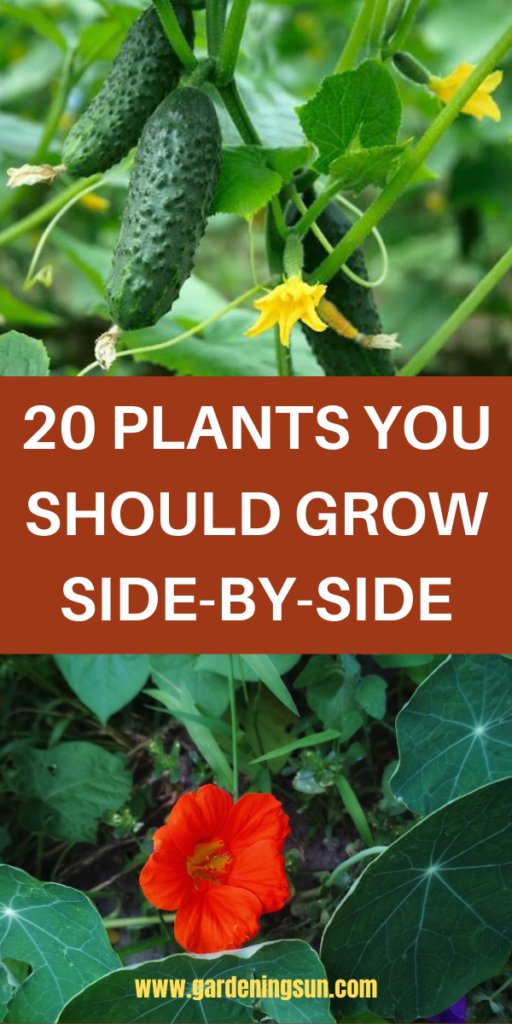 20 Plants You Should Grow Side-by-Side